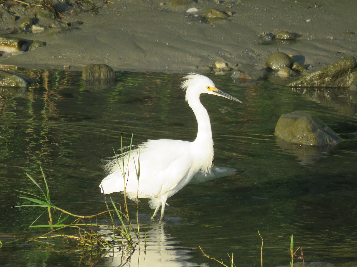 Snowy Egret - ML593284381