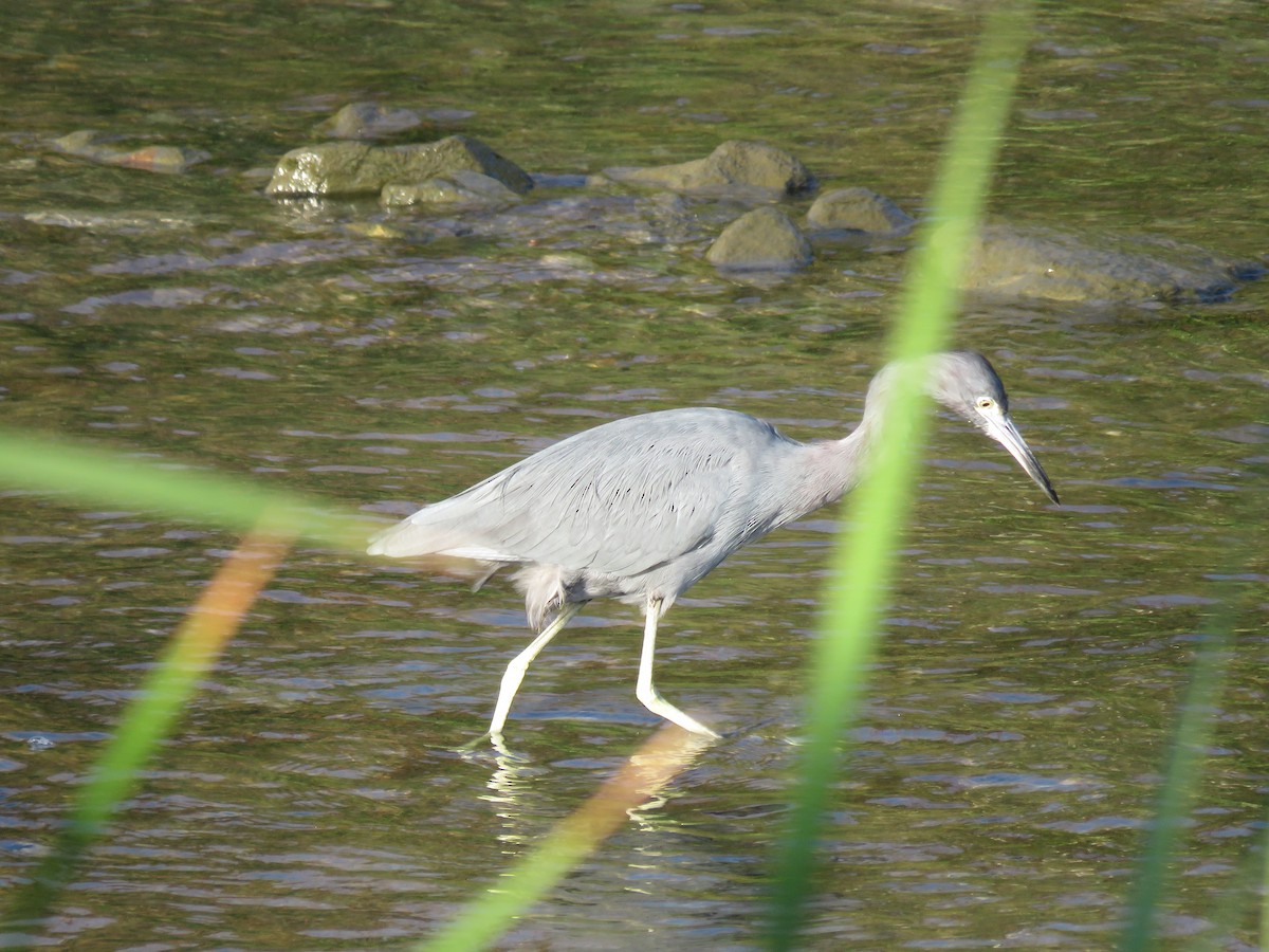 Little Blue Heron - Juan Zambrano