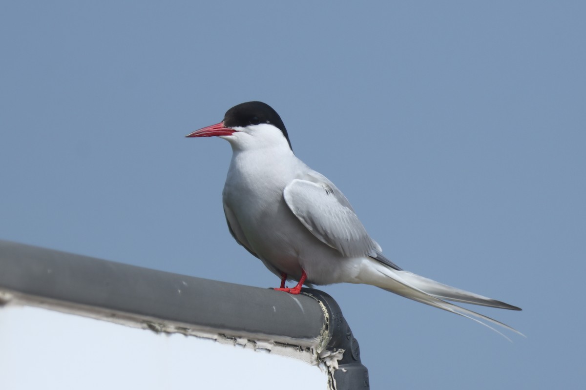 Arctic Tern - Jeff Corcoran