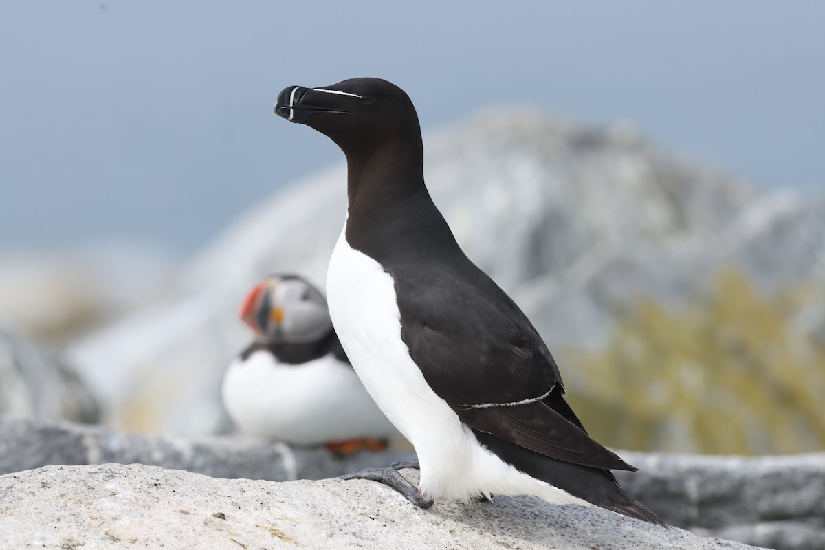 Razorbill - Jeff Corcoran