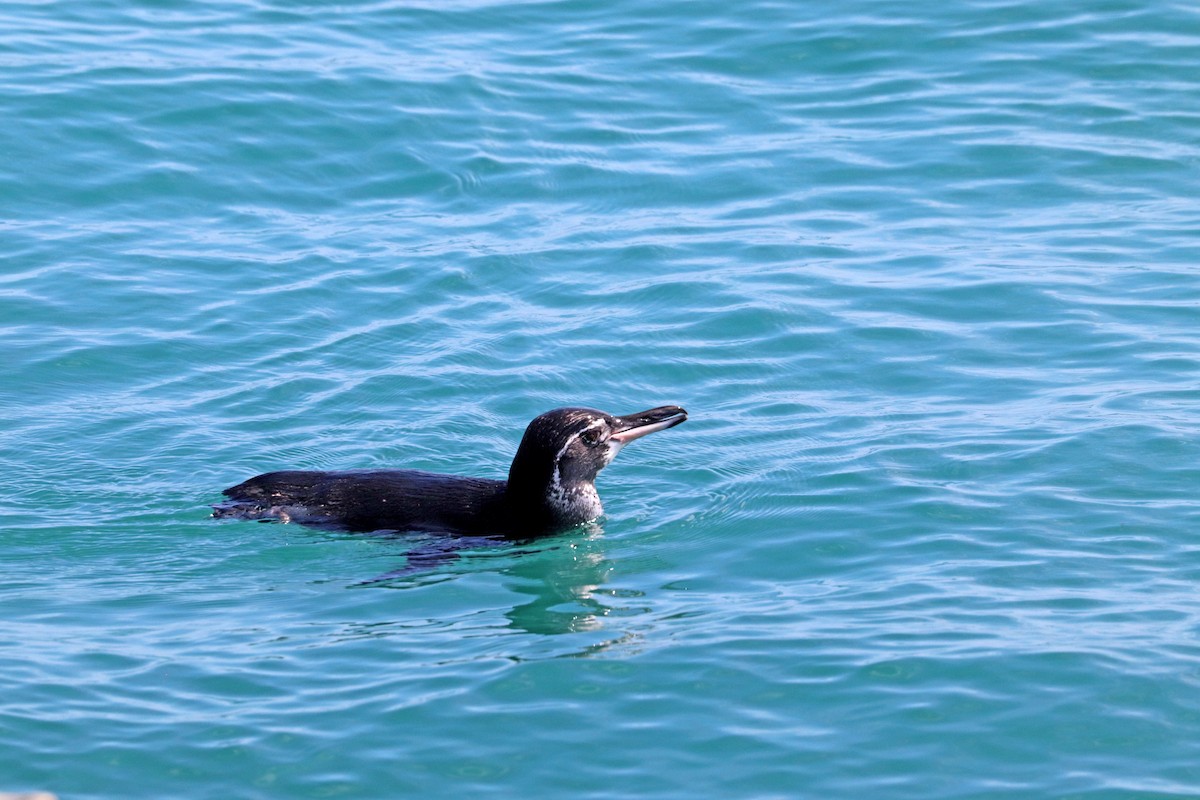 Galapagos Penguin - ML593284831