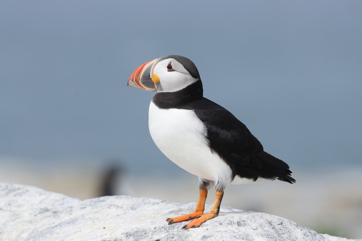 Atlantic Puffin - Jeff Corcoran