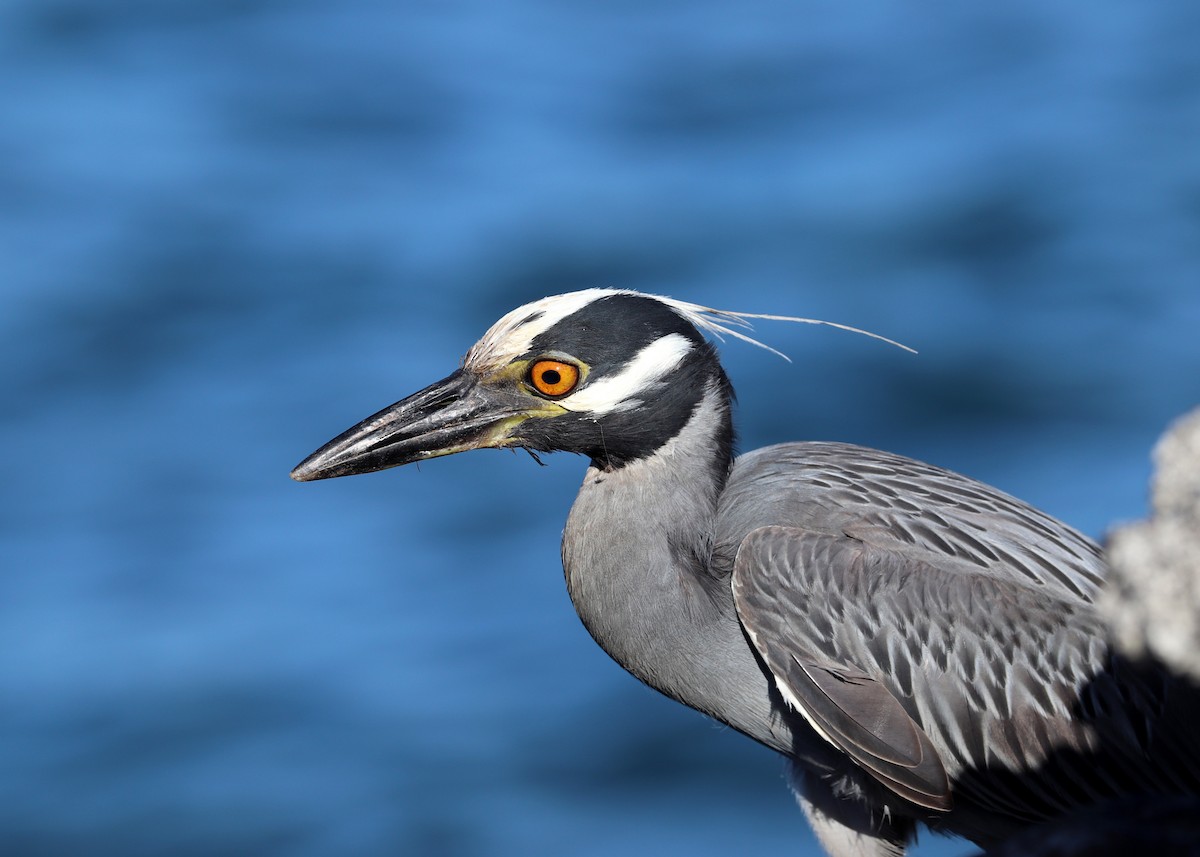 Yellow-crowned Night Heron - ML593284901