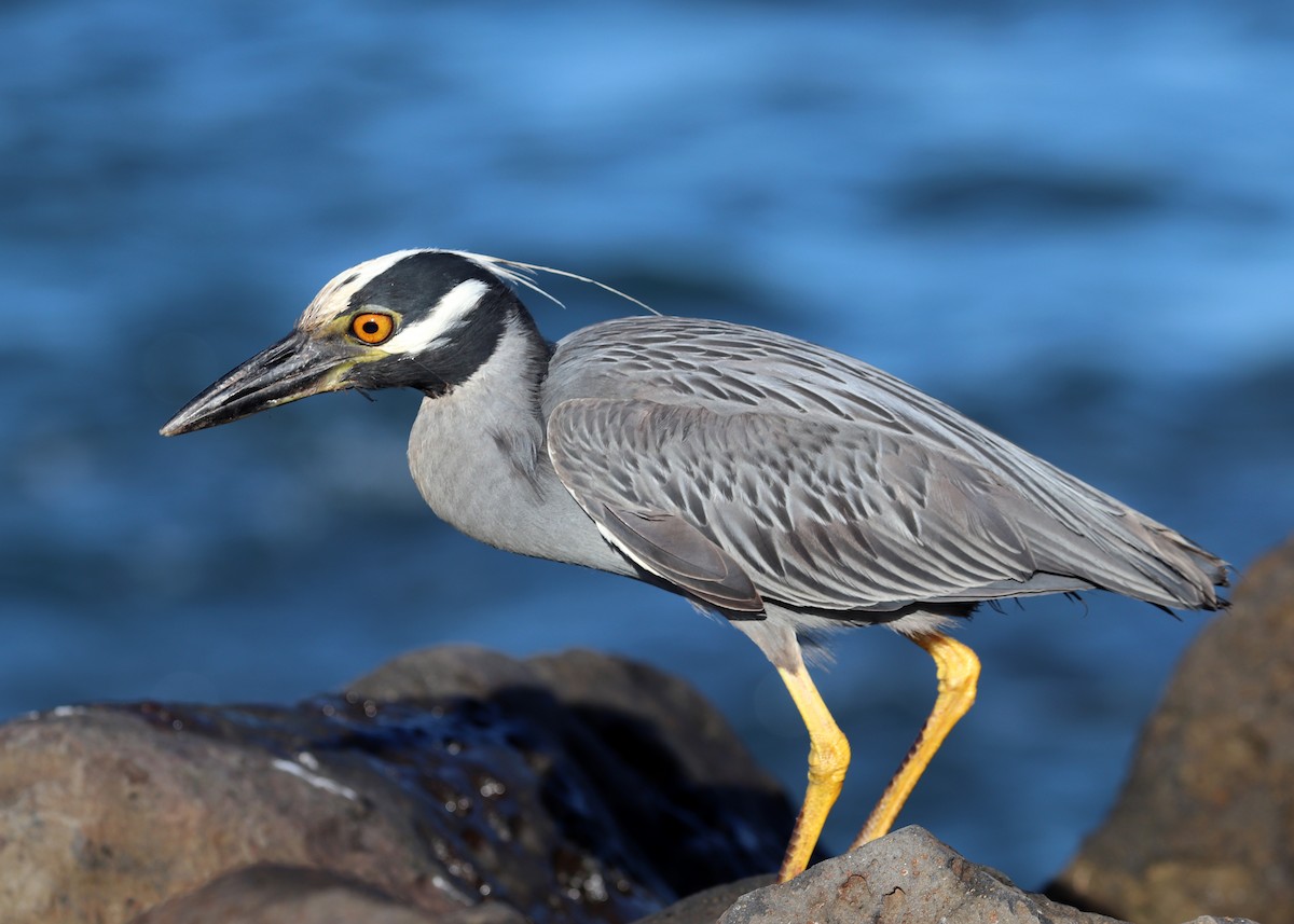 Yellow-crowned Night Heron - ML593284911