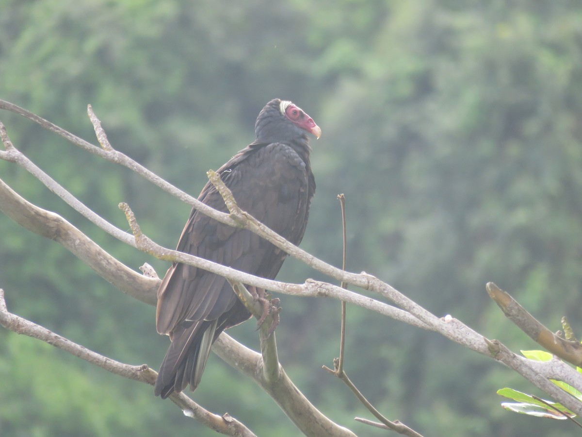 Turkey Vulture - ML593285051