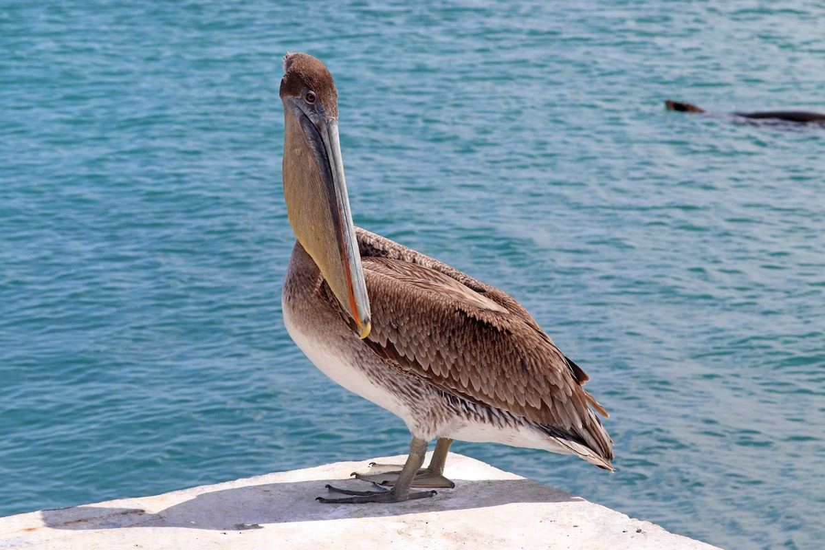 Brown Pelican (Galapagos) - ML593285061
