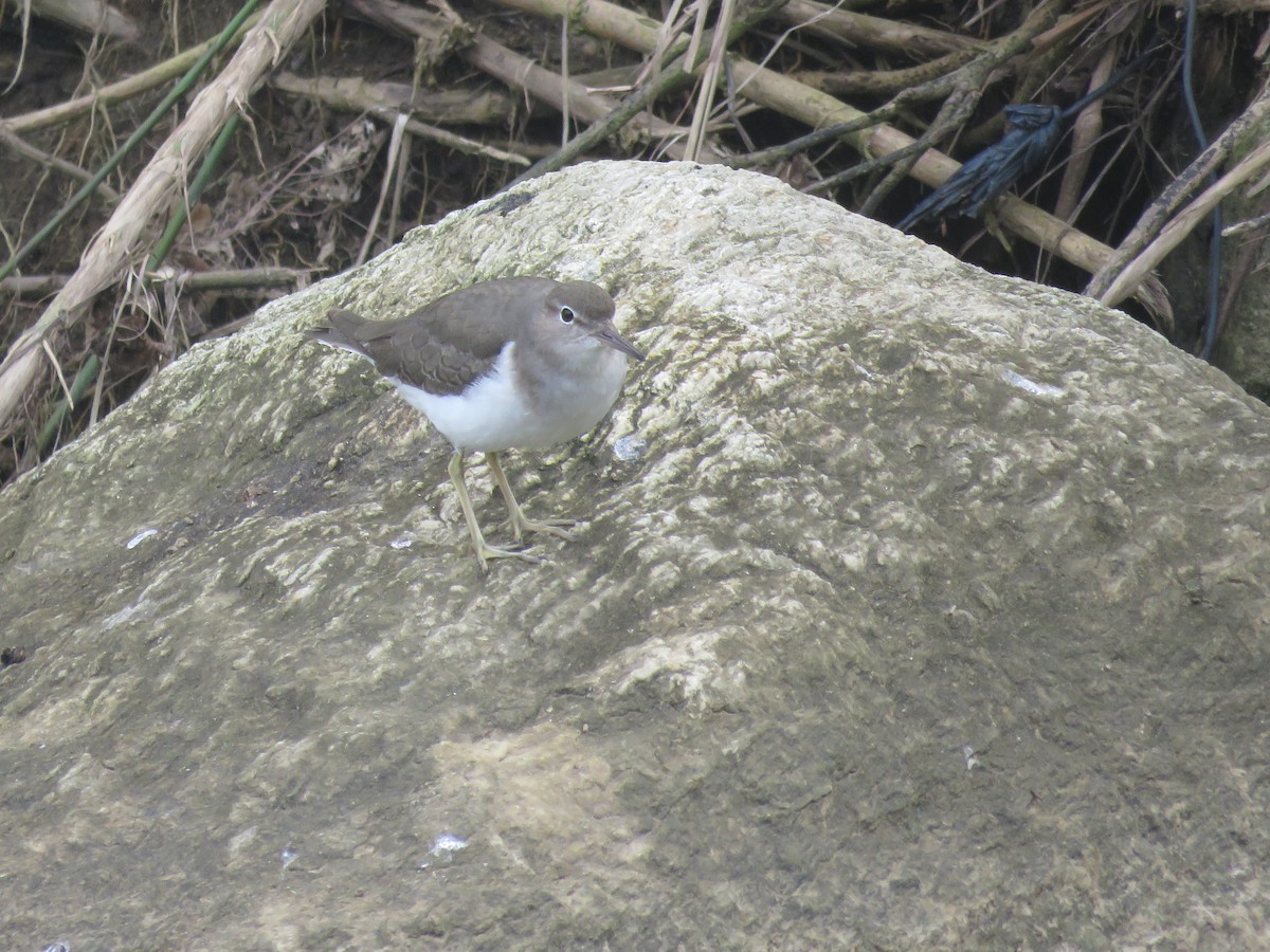 Spotted Sandpiper - Juan Zambrano