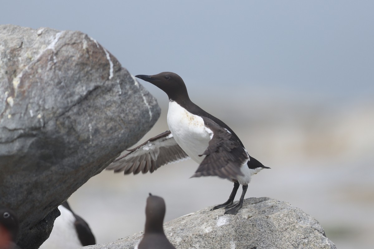 Common Murre - Jeff Corcoran