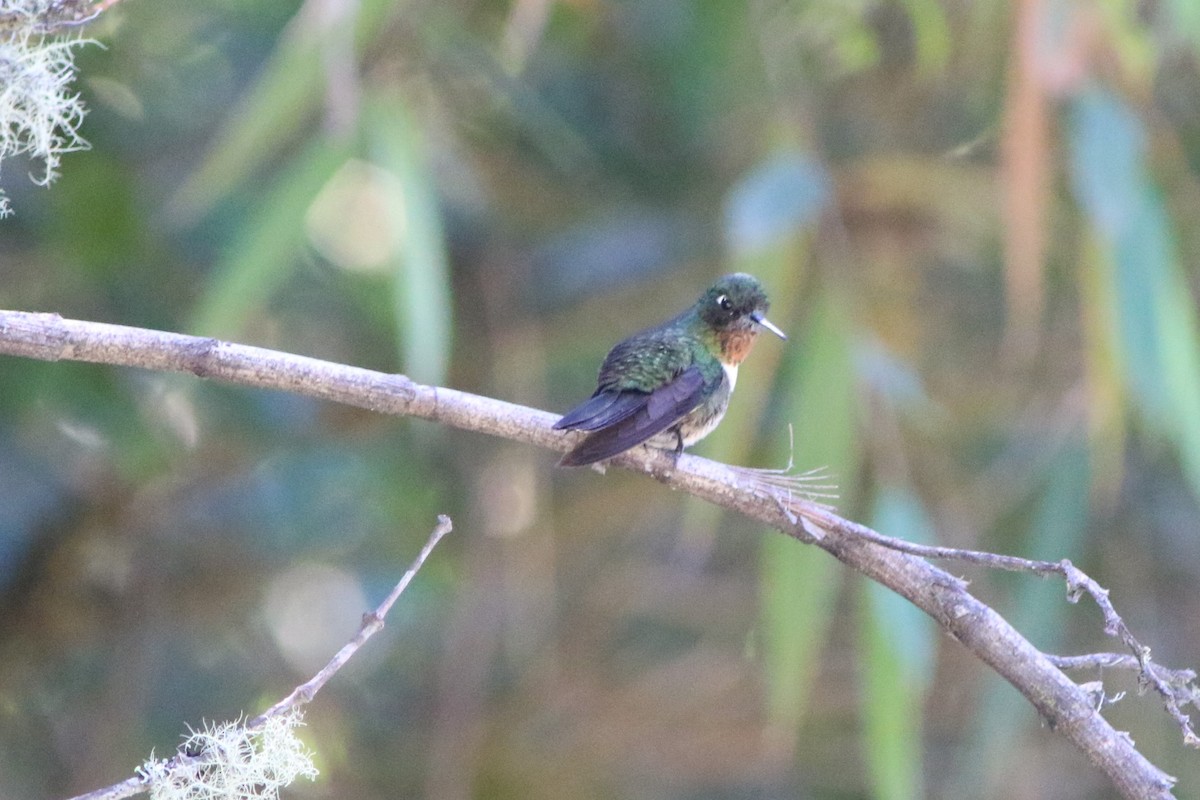 Colibrí Gorjiamatista (grupo amethysticollis) - ML593285491