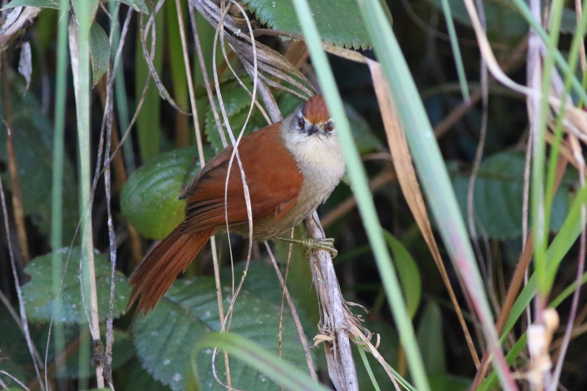 Marcapata Spinetail - Robert McNab