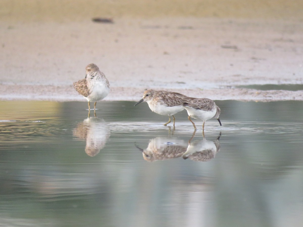 Least Sandpiper - ML593286501