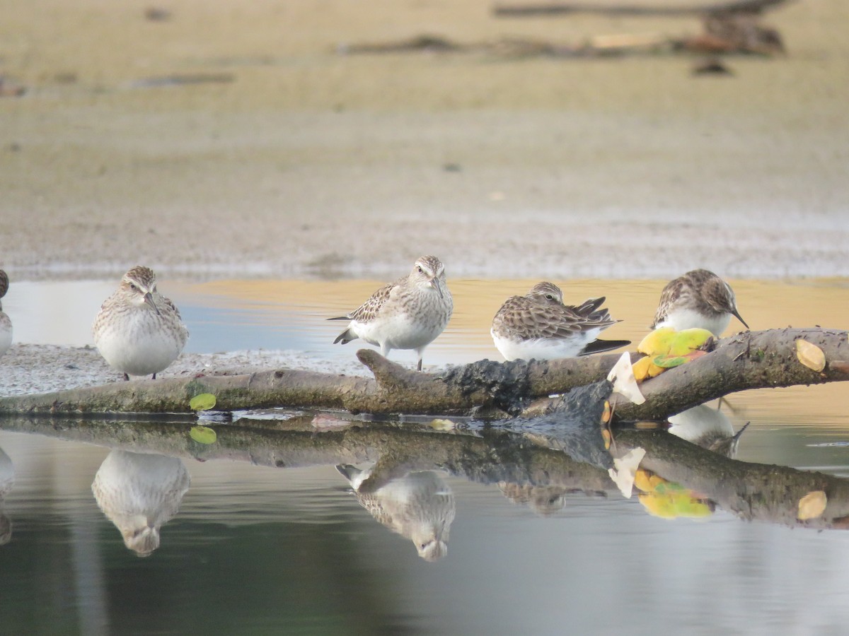 White-rumped Sandpiper - ML593286591