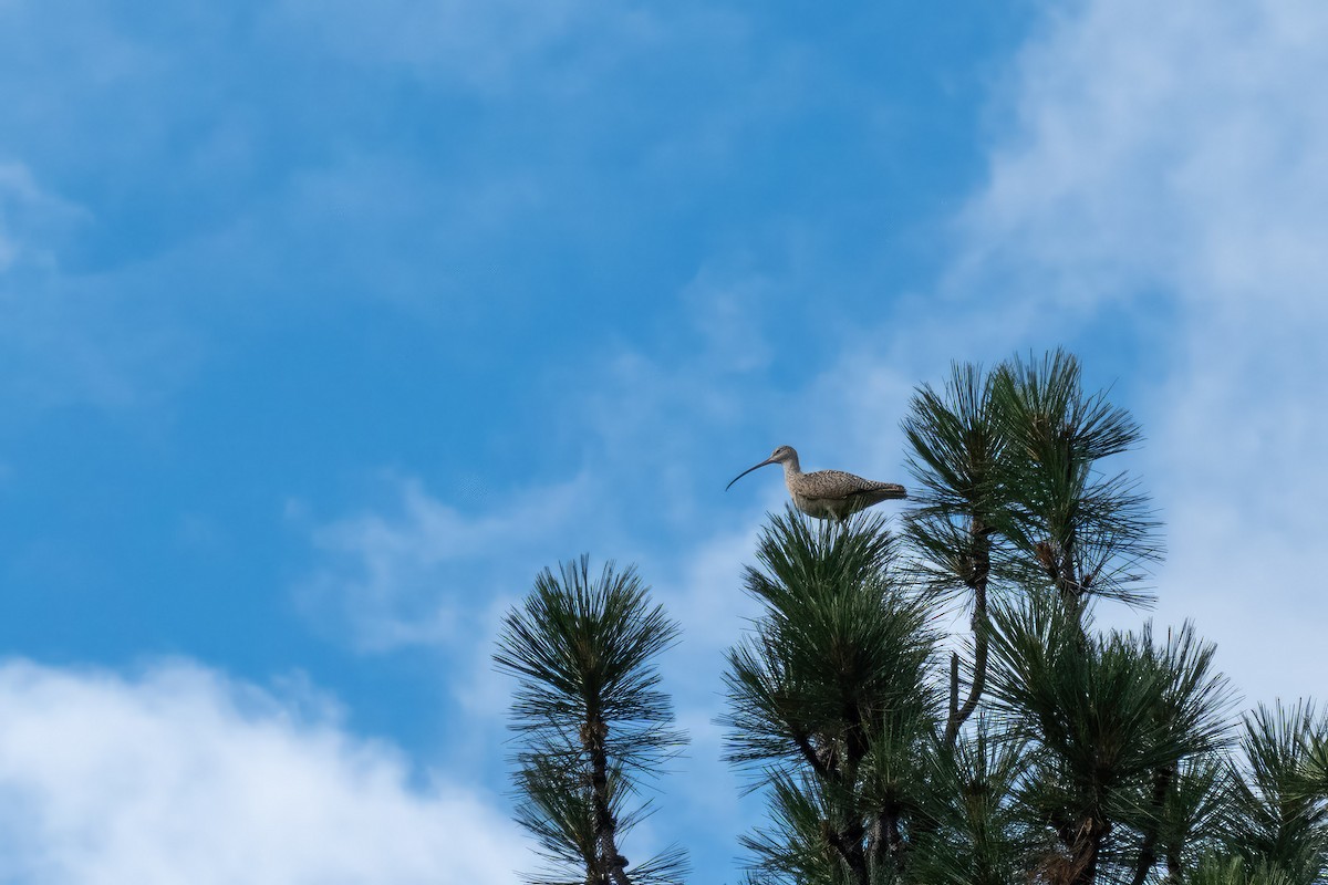 Long-billed Curlew - ML593286771