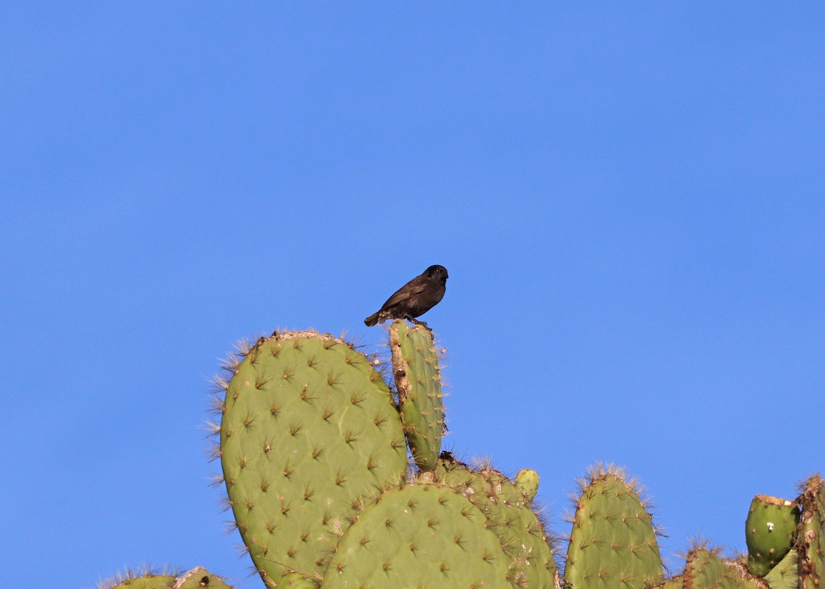 Common Cactus-Finch - ML593288341