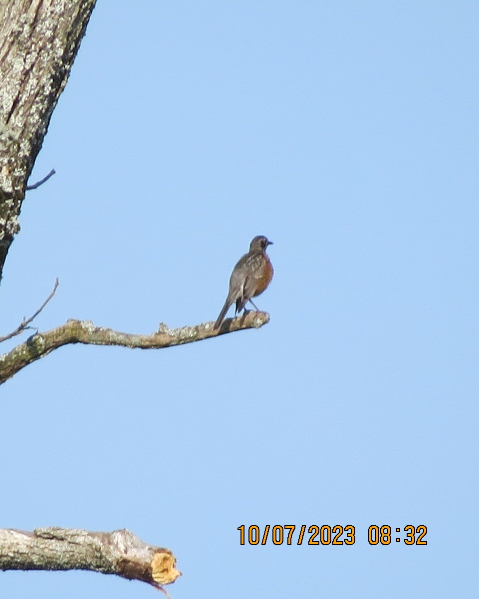 American Robin - ML593288951