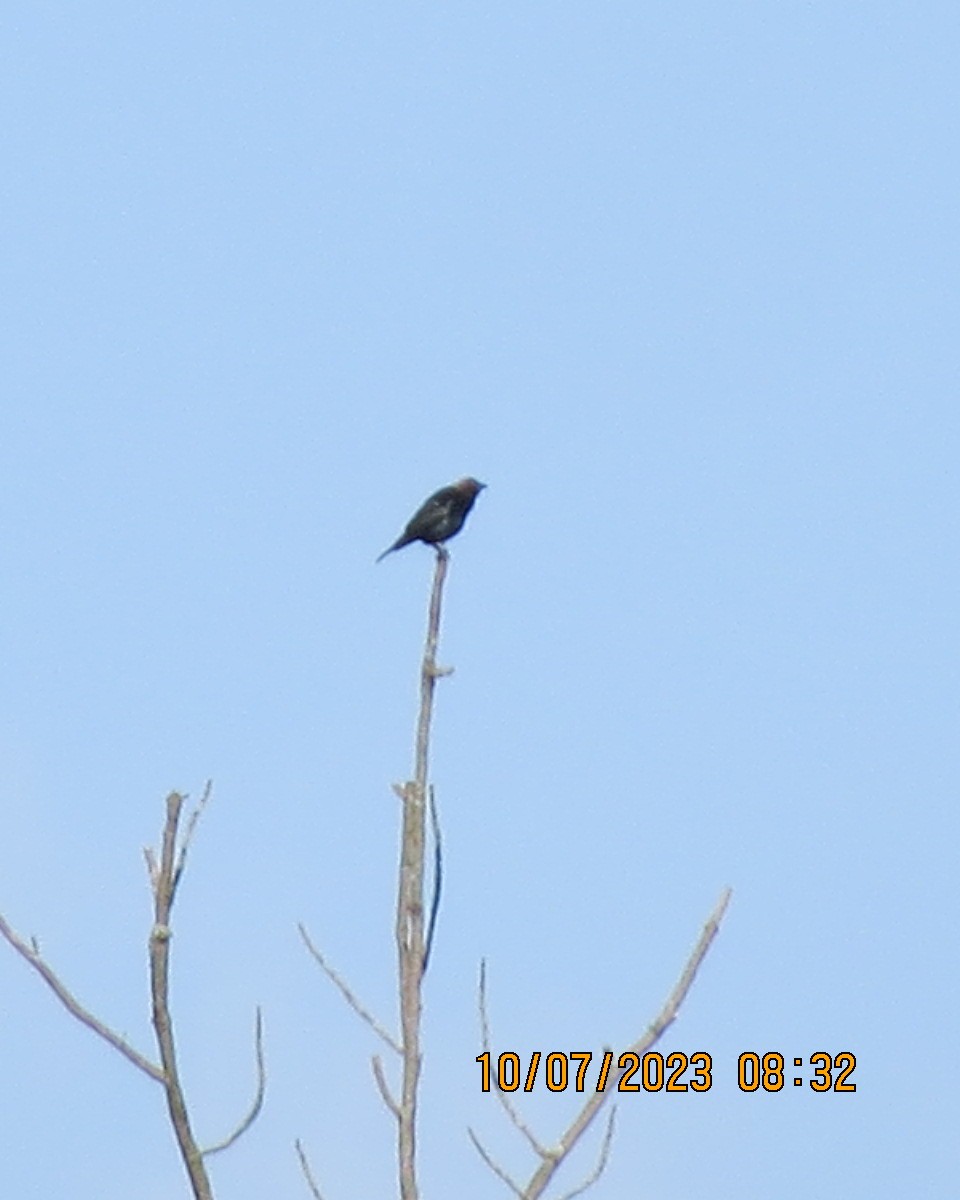 Brown-headed Cowbird - ML593288991