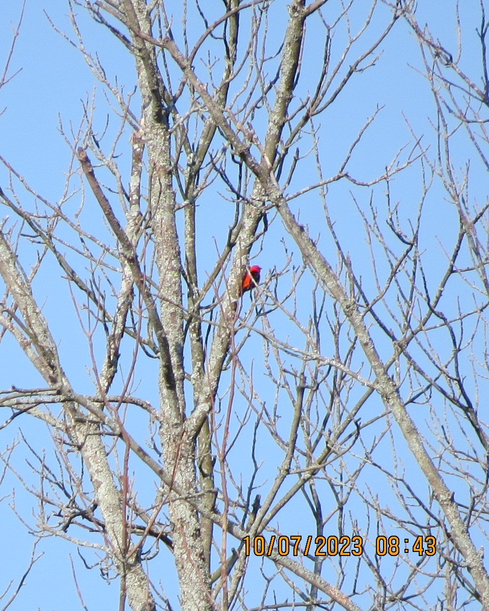 Scarlet Tanager - ML593289031