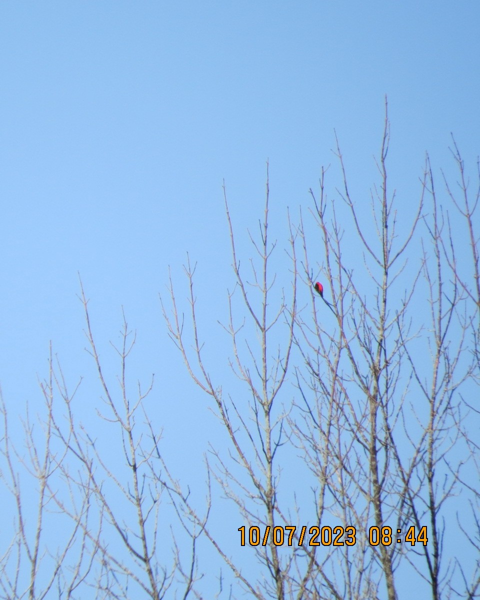 Scarlet Tanager - ML593289061