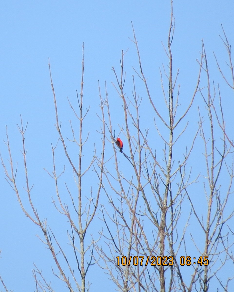 Scarlet Tanager - ML593289081