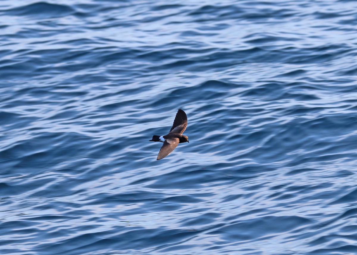 Elliot's Storm-Petrel - ML593289551