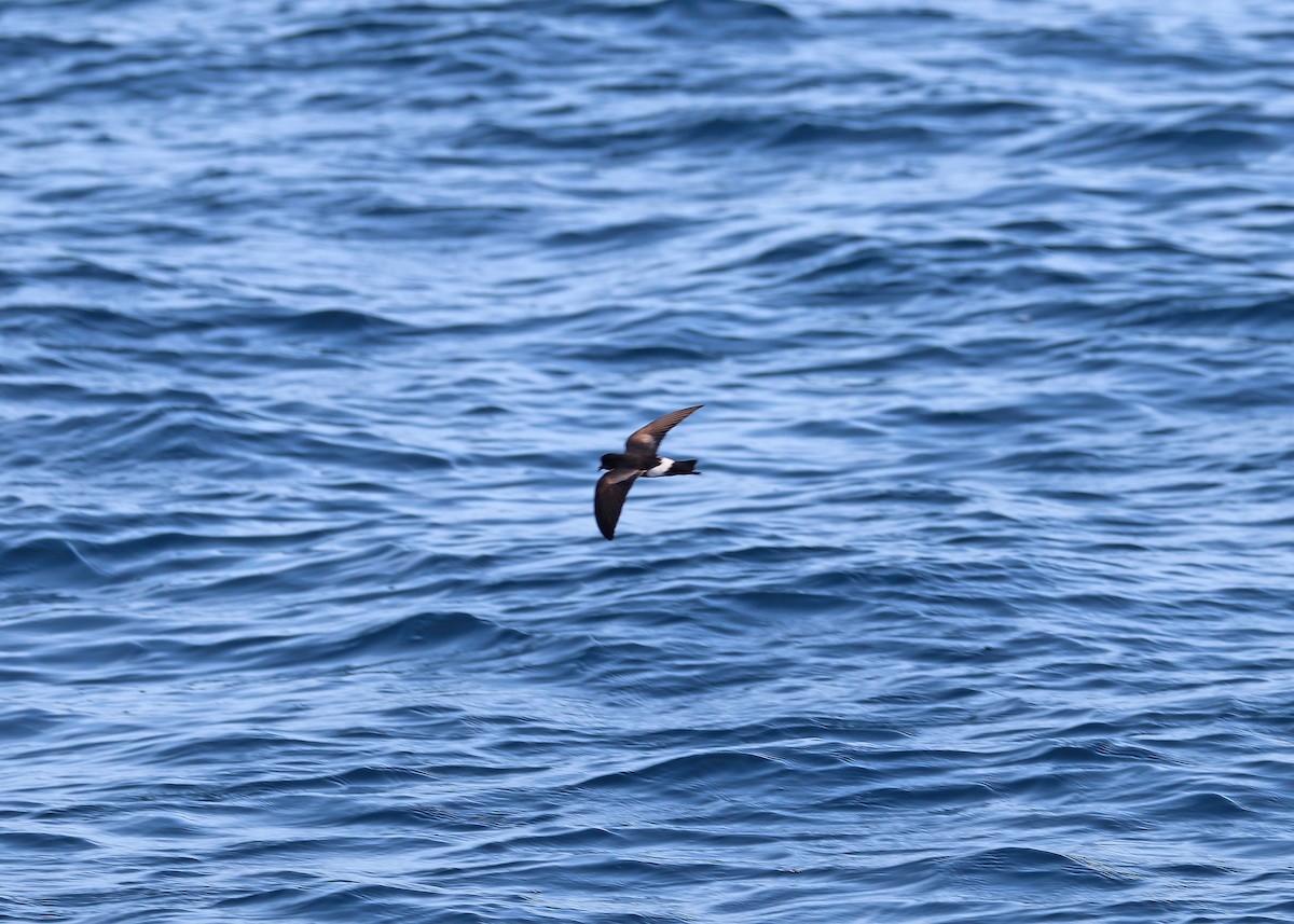 Elliot's Storm-Petrel - Noreen Baker