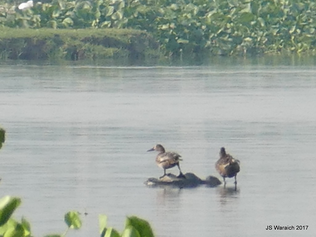 Gadwall - ML59329081