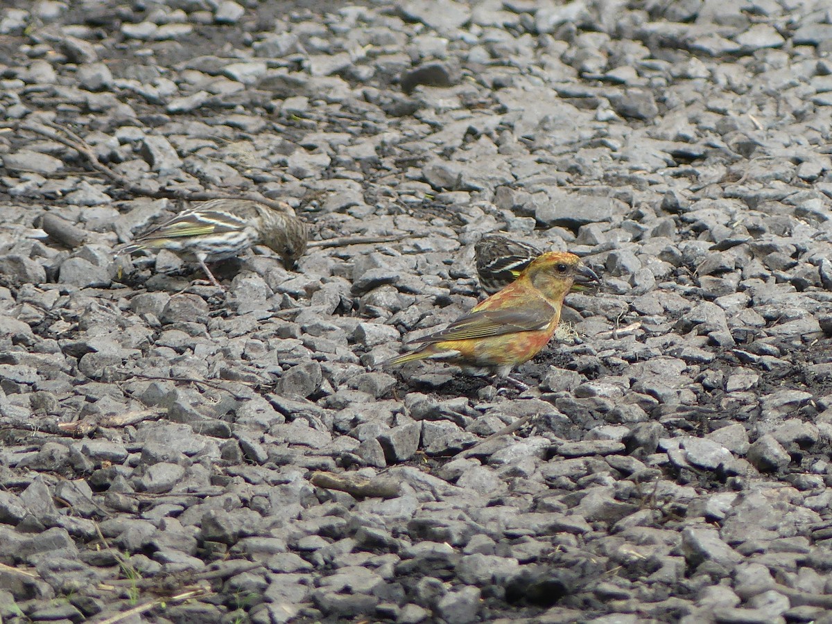 Red Crossbill (Western Hemlock or type 3) - Gus van Vliet