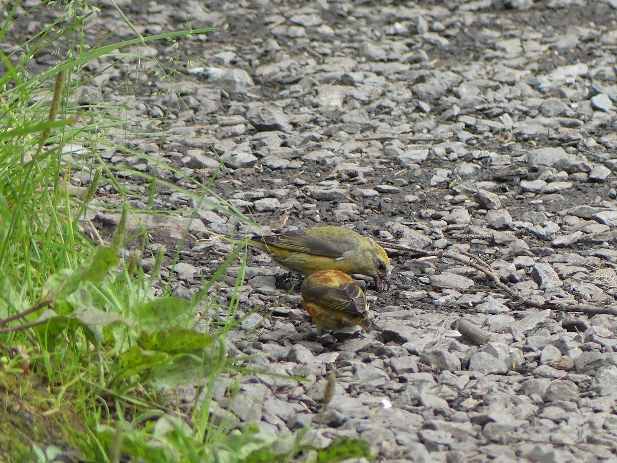 Red Crossbill (Western Hemlock or type 3) - Gus van Vliet