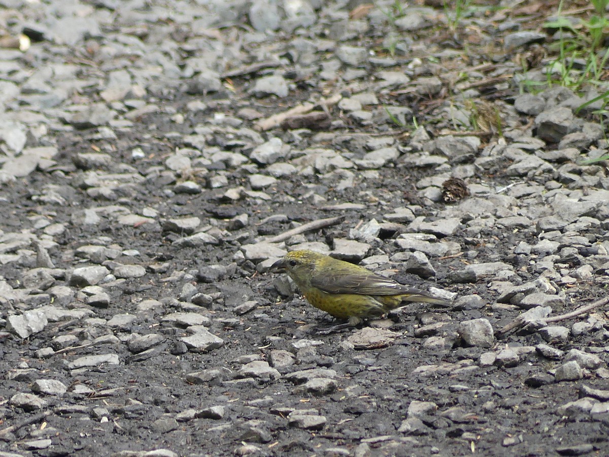 Red Crossbill (Western Hemlock or type 3) - Gus van Vliet