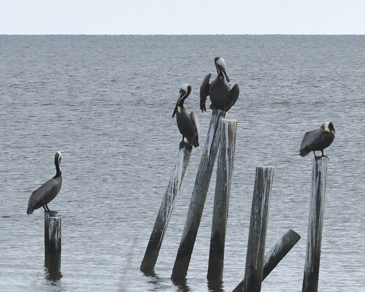 Brown Pelican - ML593291551