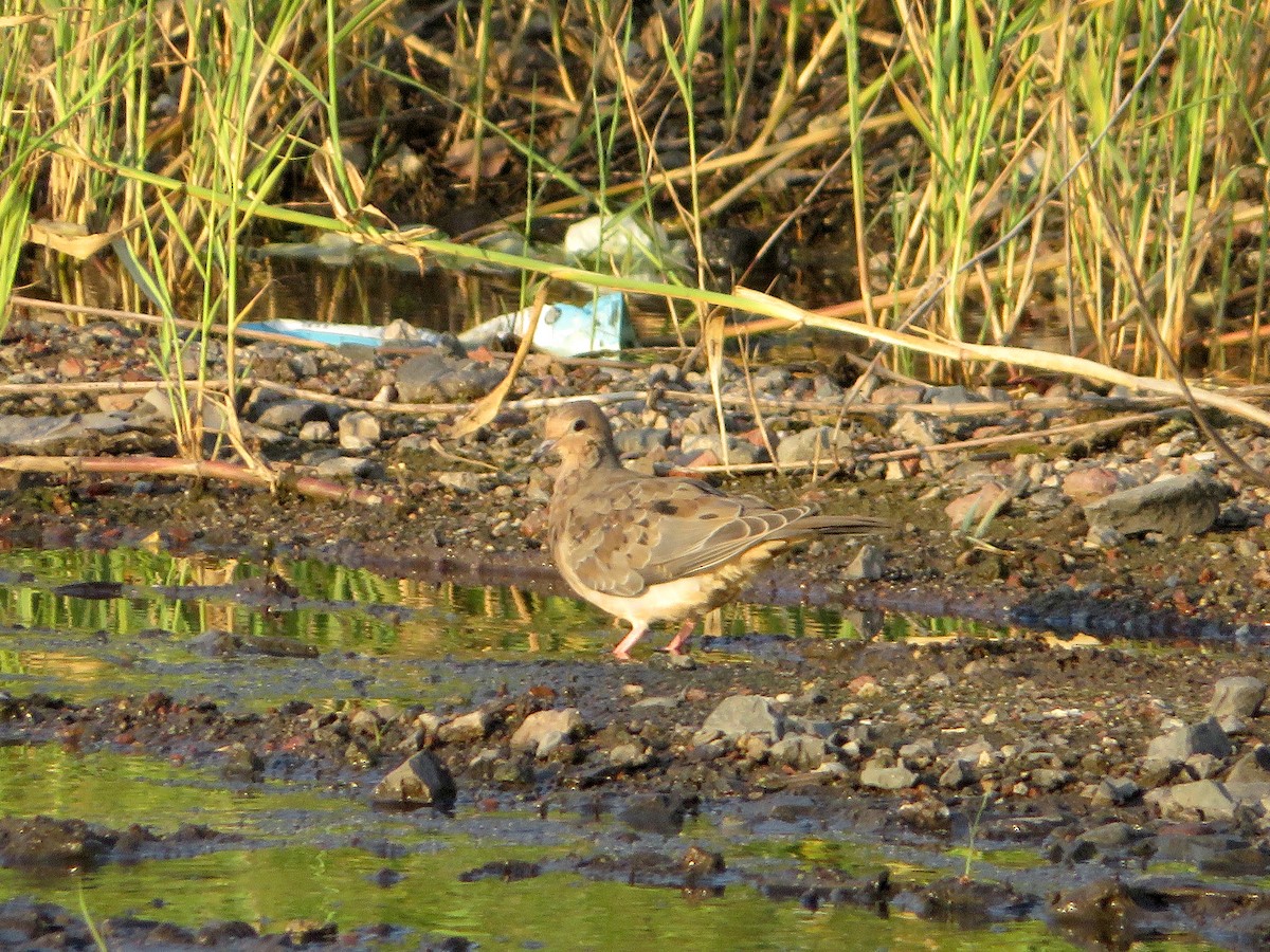 Mourning Dove - ML593293511