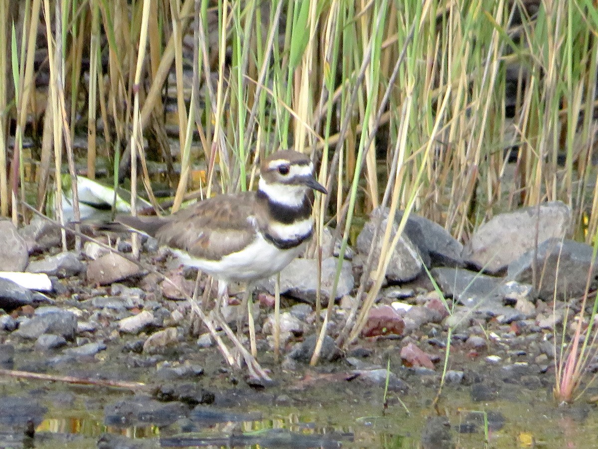 Killdeer - ML593293591