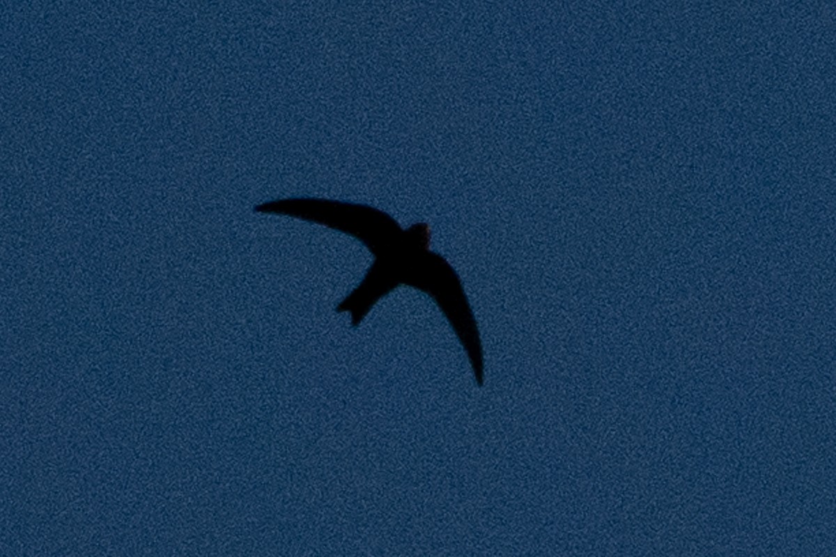 Black Swift - ML593293601