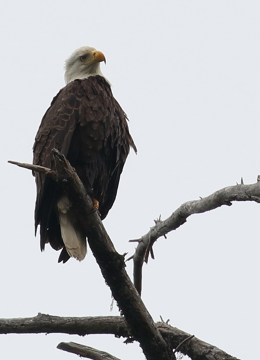 Bald Eagle - ML59329391