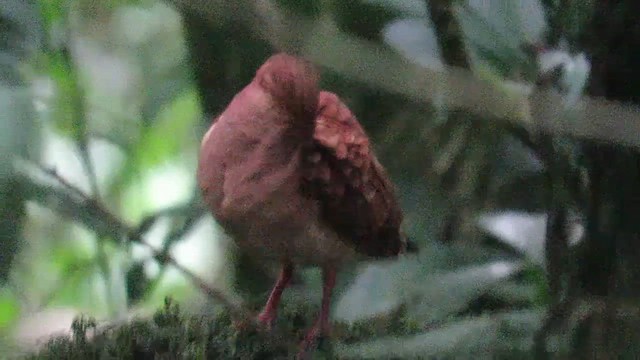 Ruddy Quail-Dove - ML593295001