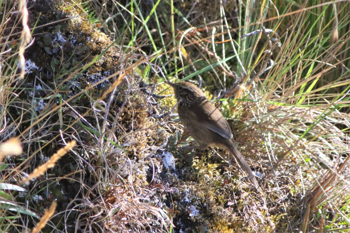 Canastero del Urubamba - ML593295301