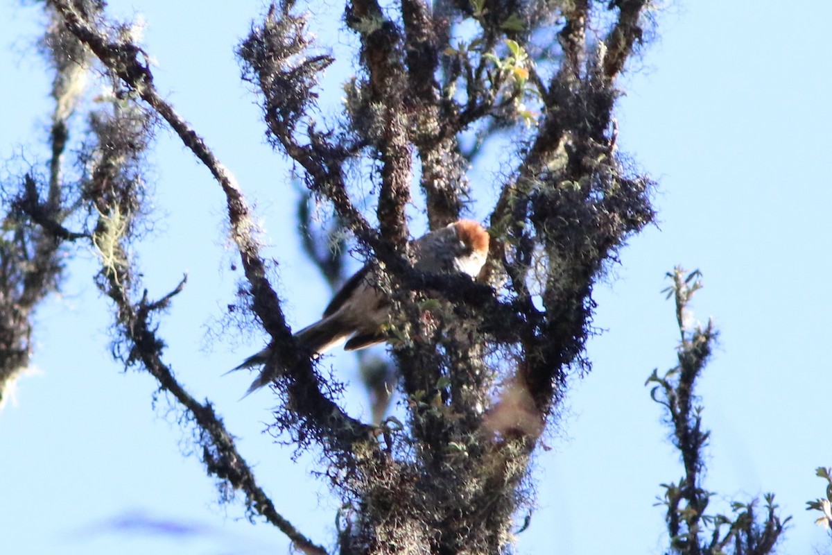 White-browed Tit-Spinetail - ML593295991