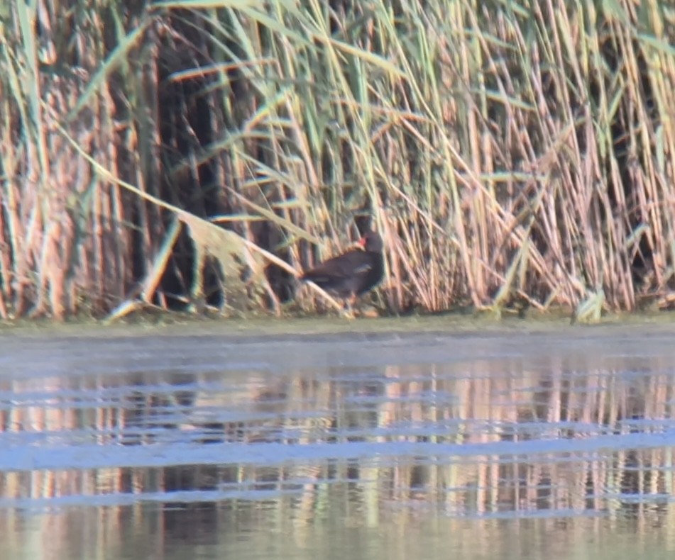 Common Gallinule - ML593296441