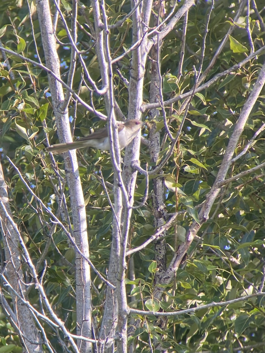 Black-billed Cuckoo - ML593296611