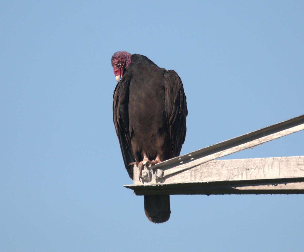 Turkey Vulture - ML593297151