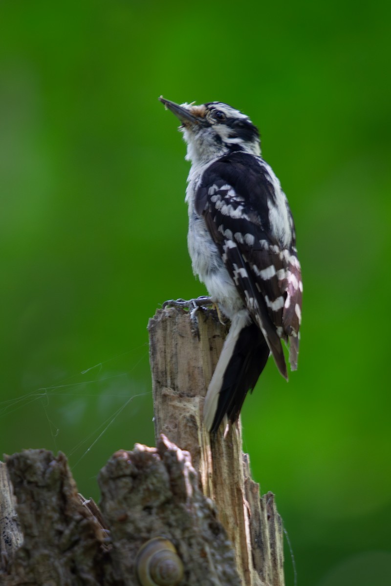 Hairy Woodpecker - ML593297671