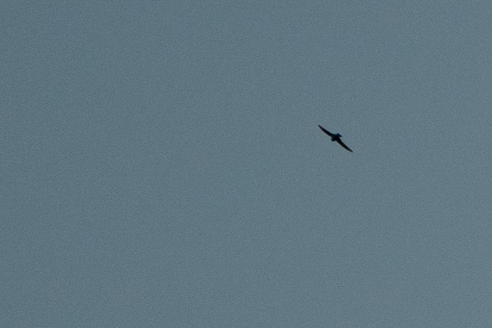 Black Swift - ML593298181