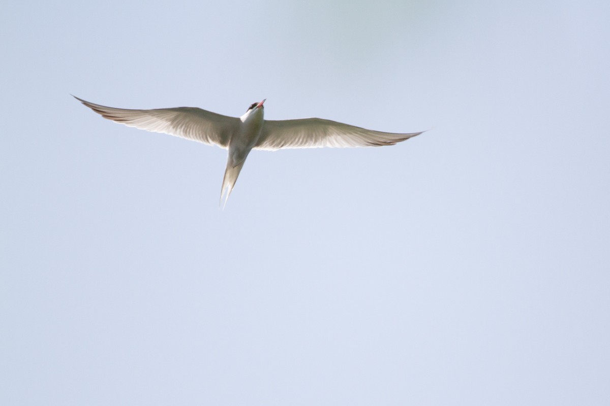 Common Tern - Michèle Delisle
