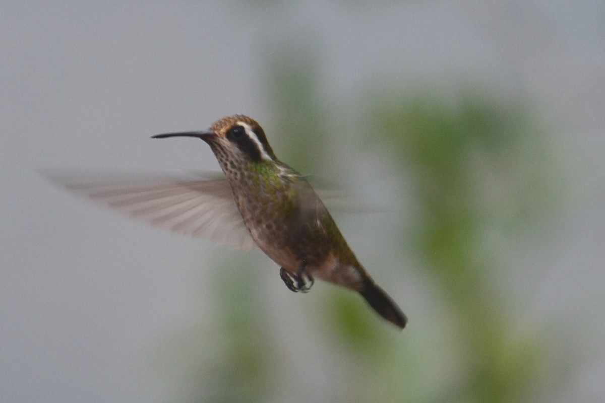 Colibri à oreilles blanches - ML593300041