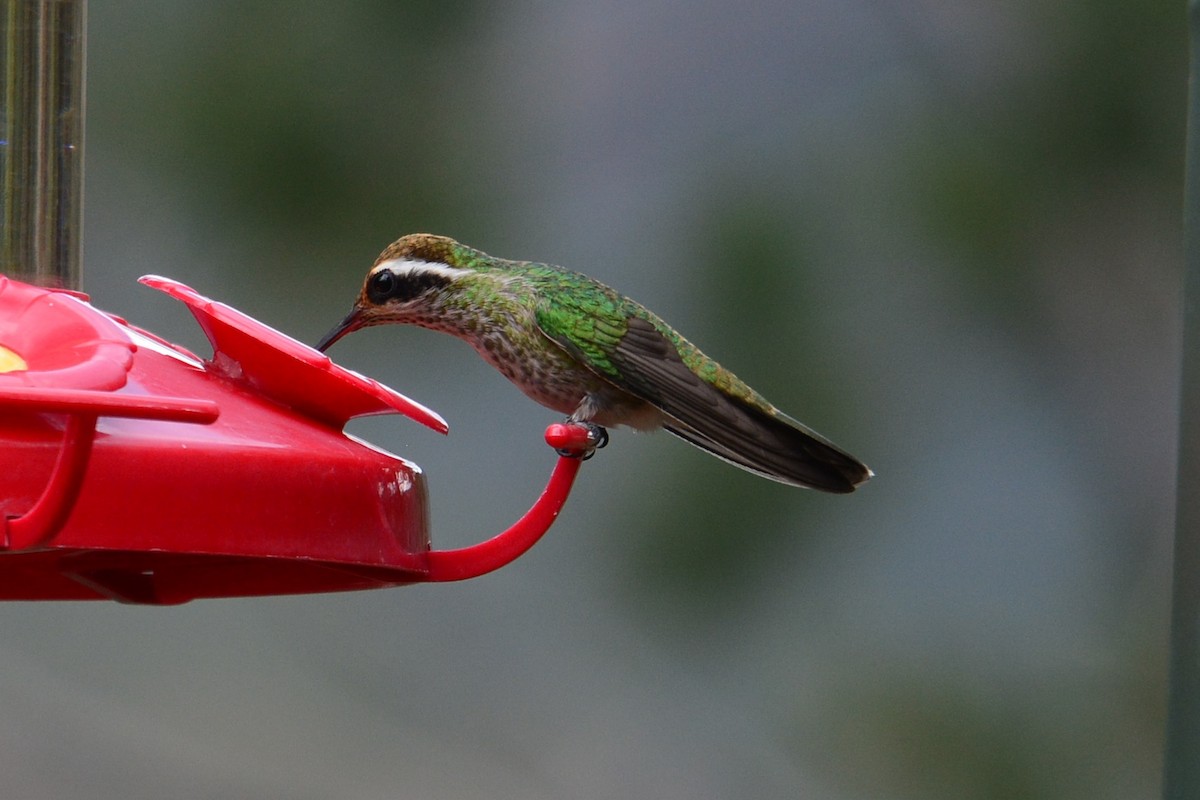 Colibri à oreilles blanches - ML593300051