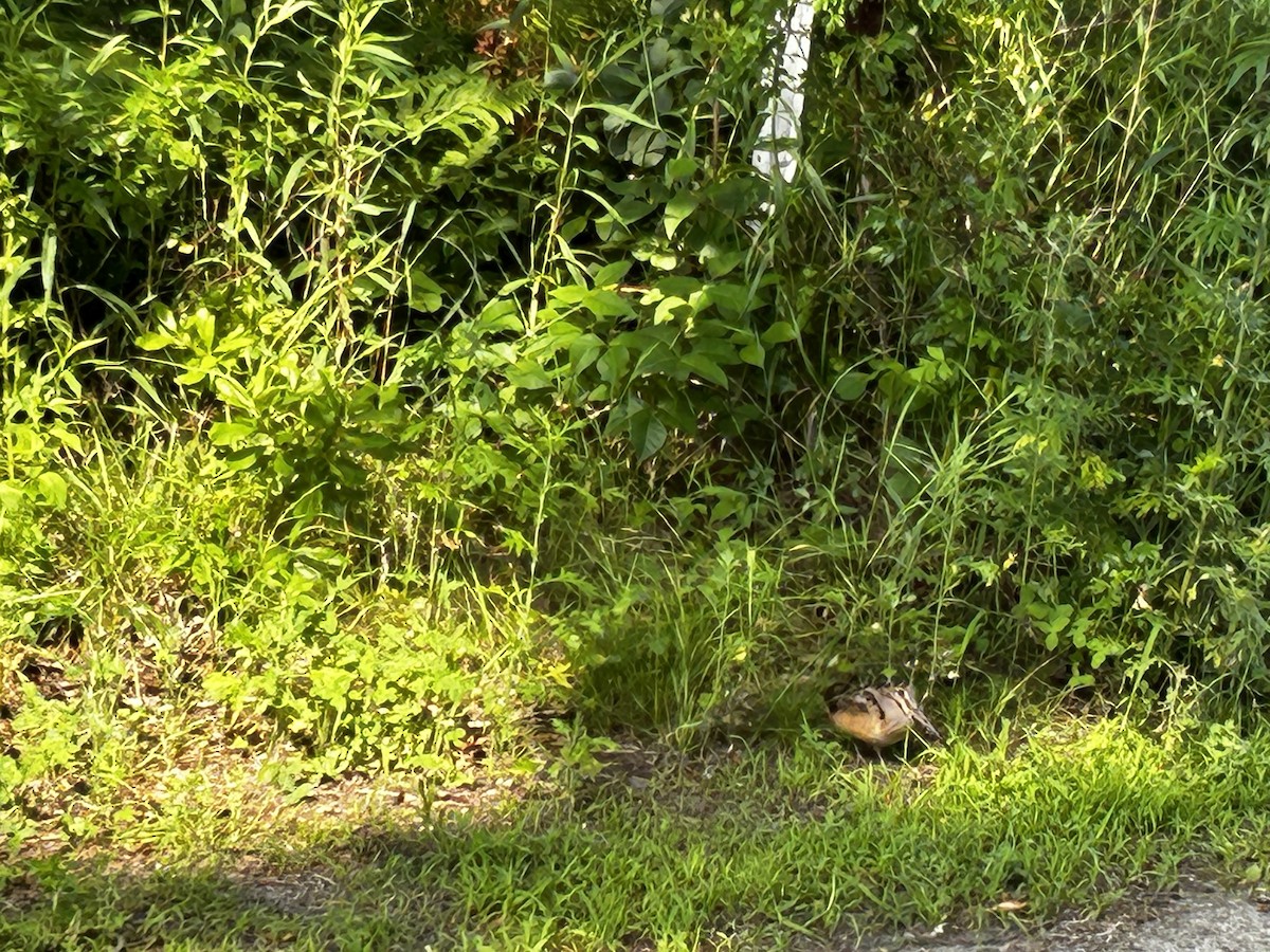 American Woodcock - ML593300351