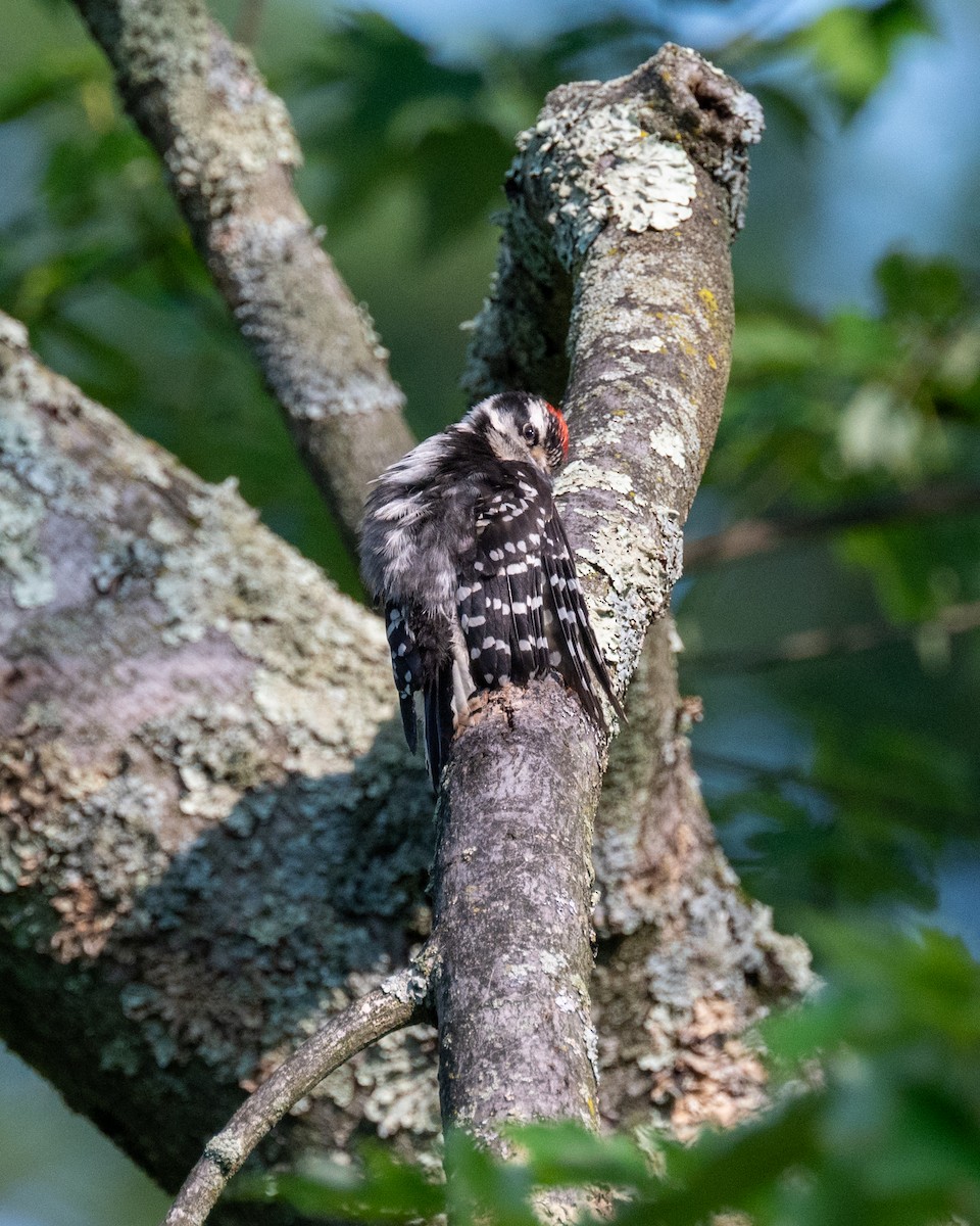 Downy Woodpecker - ML593300741