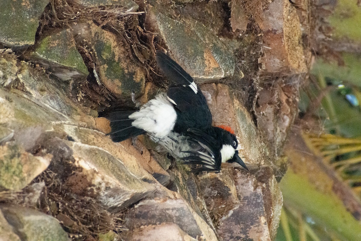 Acorn Woodpecker - ML593301971