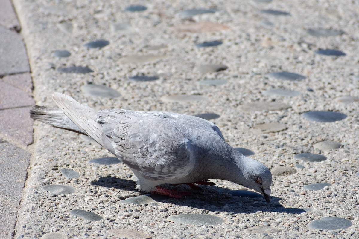 Rock Pigeon (Feral Pigeon) - ML593302051