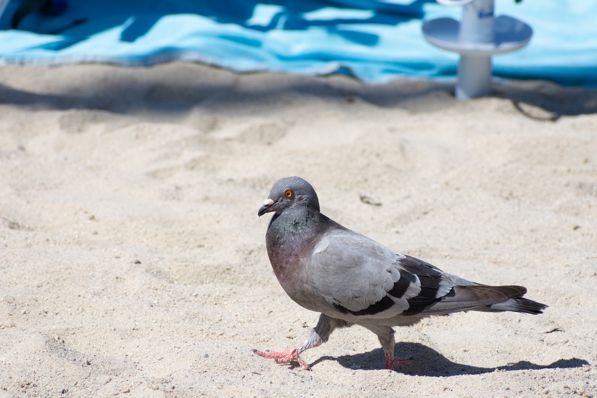 Rock Pigeon (Feral Pigeon) - ML593302061